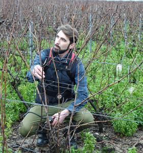 Viticulture, a novelty in the panorama of studies in Belgium