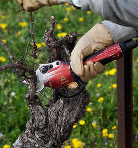 Vine pruning : give preference to the end of winter