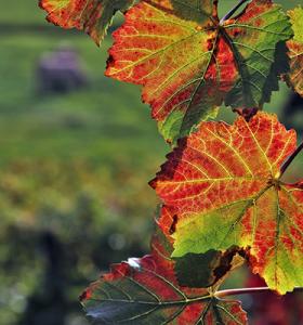 Natural pigments and raw materials from autumn leaves