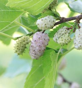 Launch of Prenylium, product resulting from the Mulberry Tree roots