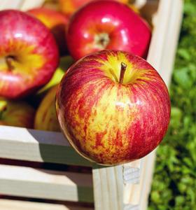 Apple polyphenol supplements shown to alleviate UV-induced skin damage