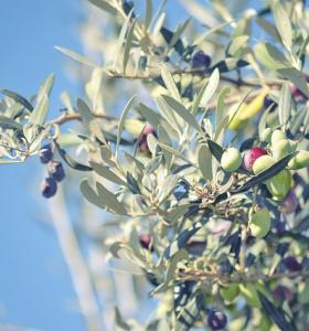 Turning Olive Tree Branches Into Biofuel For Clean Energy