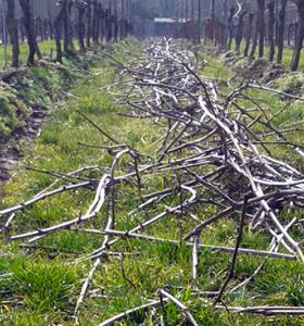 Dead vine wood transformed into medicine