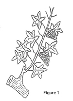 Figure 1 vine pruning