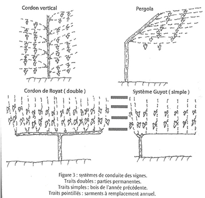 Figure 3 Vine pruning