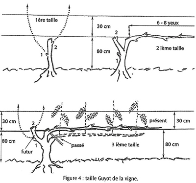 Figure 4 Vine pruning