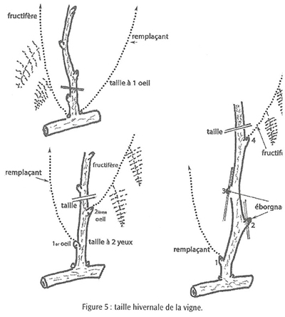 Figure 5 Vine pruning